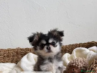 Chihuahua perros CACHORRO CHIHUAHUA PELO LARGO - Anuncio 15