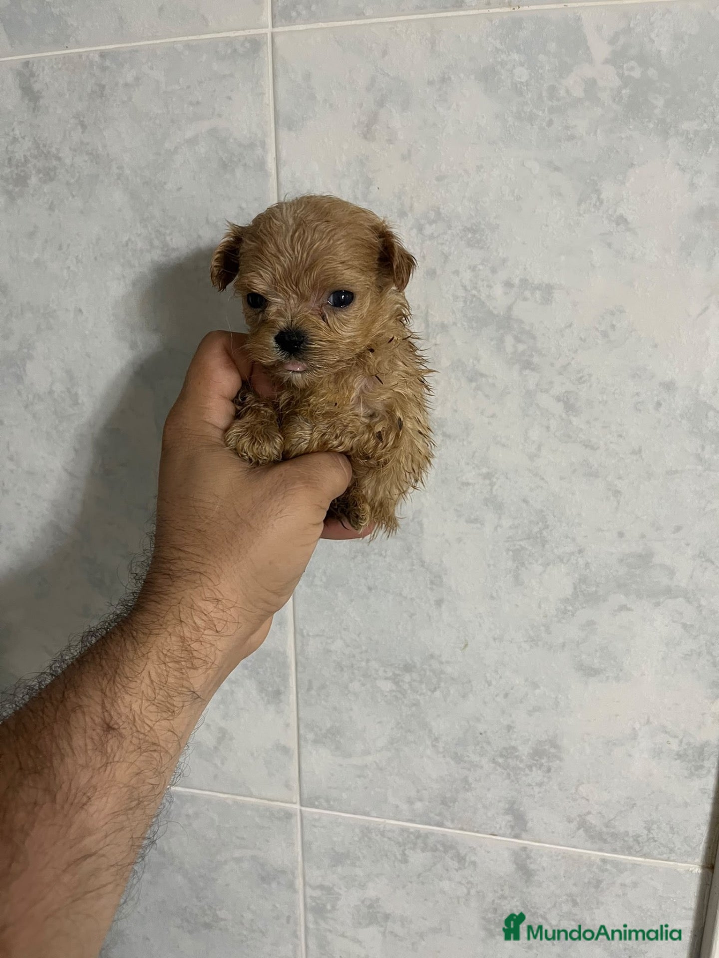 Maltipoo perros MALTIPOO TOYS Y MINI TOYS - Anuncio 1