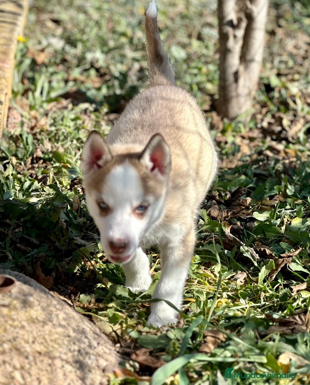 Husky Siberiano perros en venta: HUSKY SIBERIANO HEMBRA en Barcelona - Imagen 2