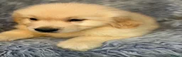 Golden Retriever perros en venta: Golden retriever disponibles - Anuncio 3