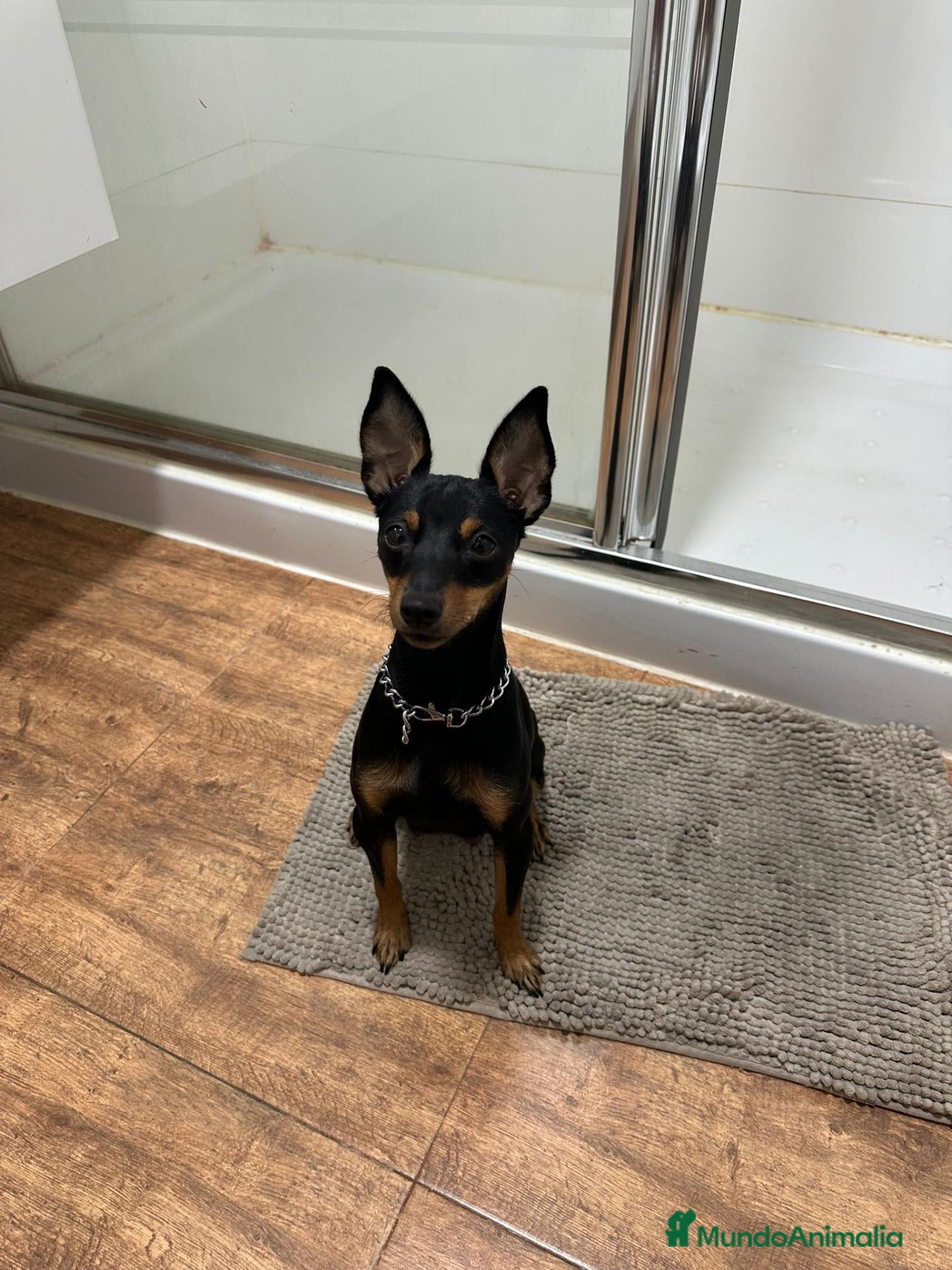 Pinscher Alemán perros pincher economico - Anuncio 2