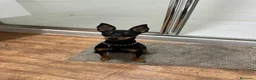 Pinscher Alemán perros en venta: pincher economico - Anuncio 1
