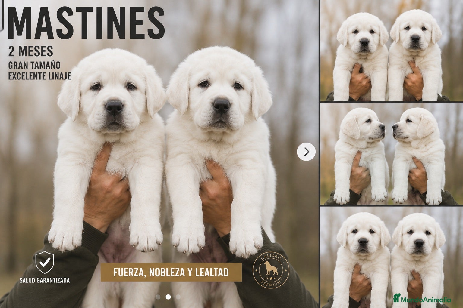 Mastín Español perros MASTIN - VALENCIA - Anuncio 2