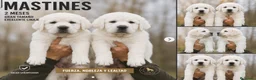 Mastín Español perros en venta: MASTIN - VALENCIA - Anuncio 1