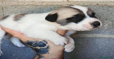 Mastín Español perros - Anuncio 3