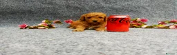 Caniche Toy perros en venta: PRECIOSOS CANICHE  ROJO LINEA TOY - Anuncio 19