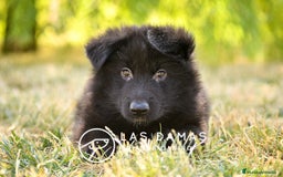 Pastor Alemán perros en venta: Pastor alemán pelo largo disponibles - Imagen 4