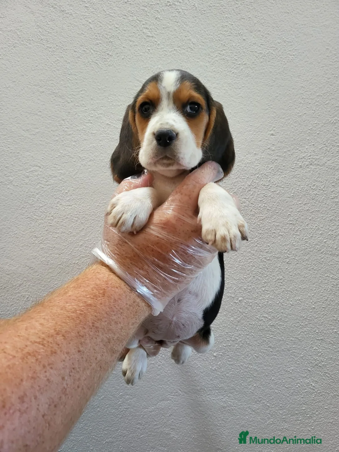 Beagle perros en venta: BEAGLE CACHORRO - Anuncio 1