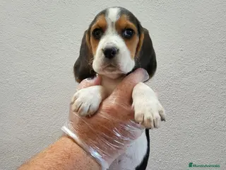 Beagle perros BEAGLE CACHORRO - Anuncio 1