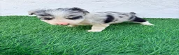 Border Collie perros en venta: Border Collie merle blue - Anuncio 5