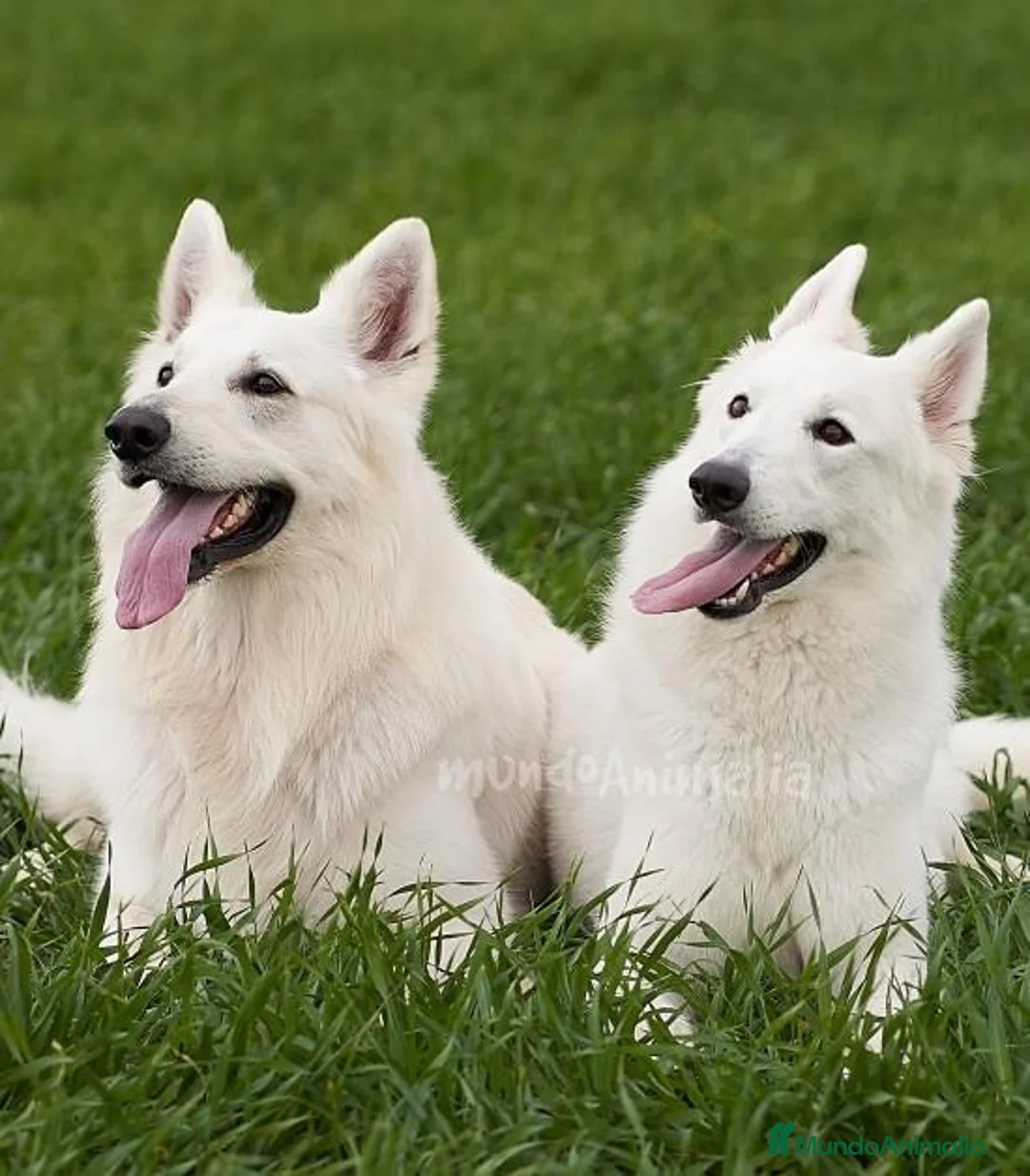 Imagen de galería {{count}}