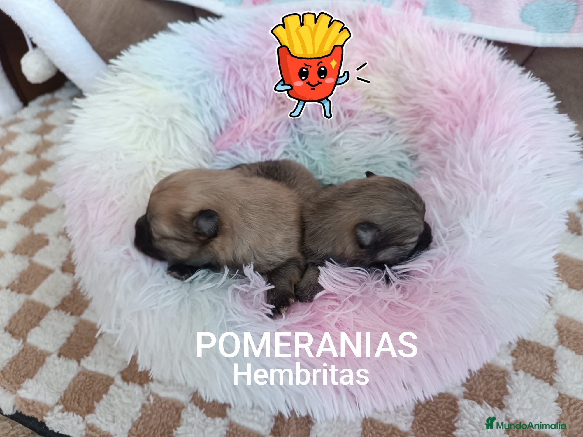 Pomerania perros HEMBRITAS POMERANIAS CHIQUITINAS - Anuncio 1