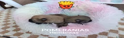Pomerania perros en venta: HEMBRITAS POMERANIAS CHIQUITINAS - Anuncio 1