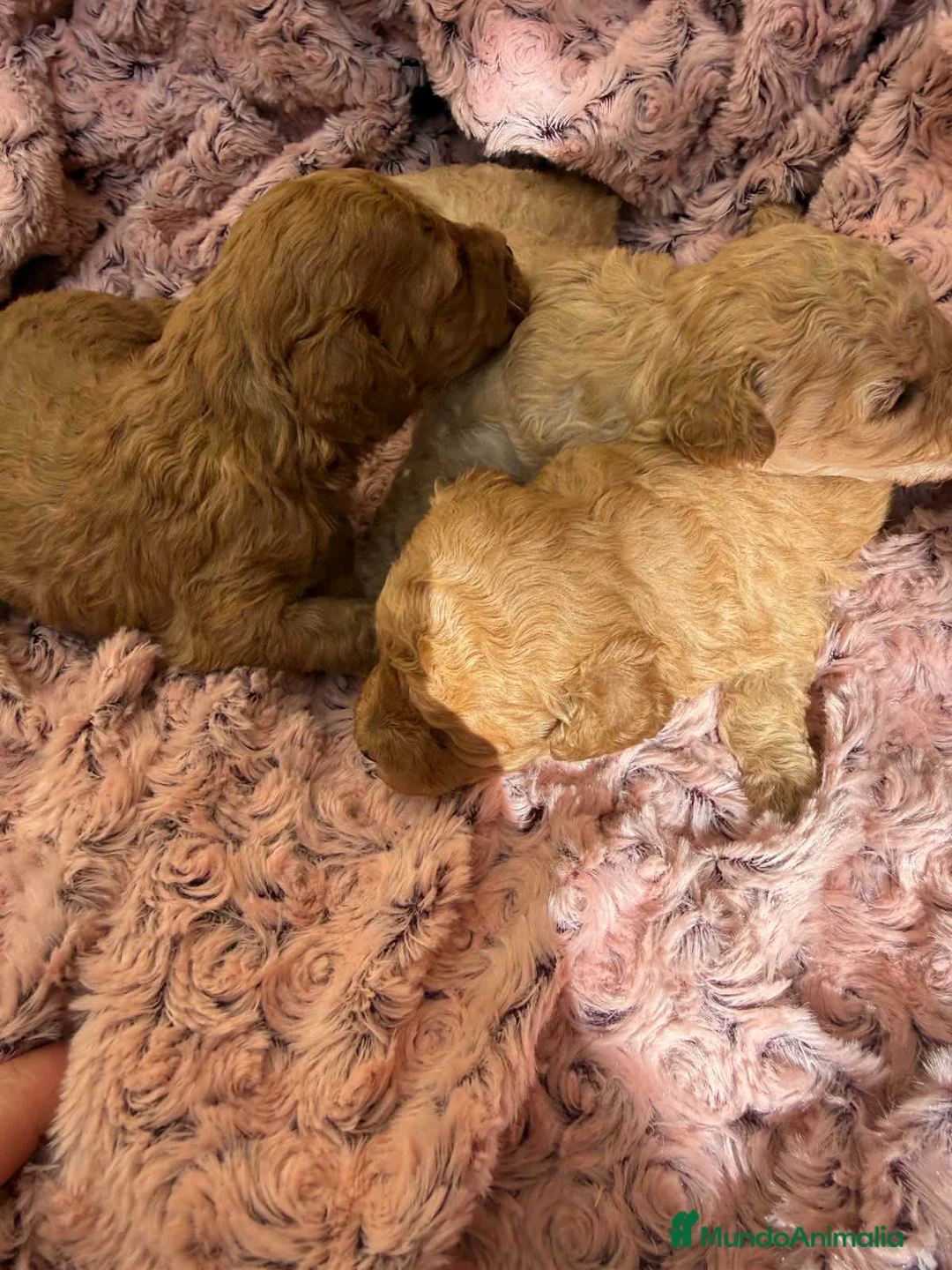 Caniche Toy perros en venta: Caniche toy  - Anuncio 2