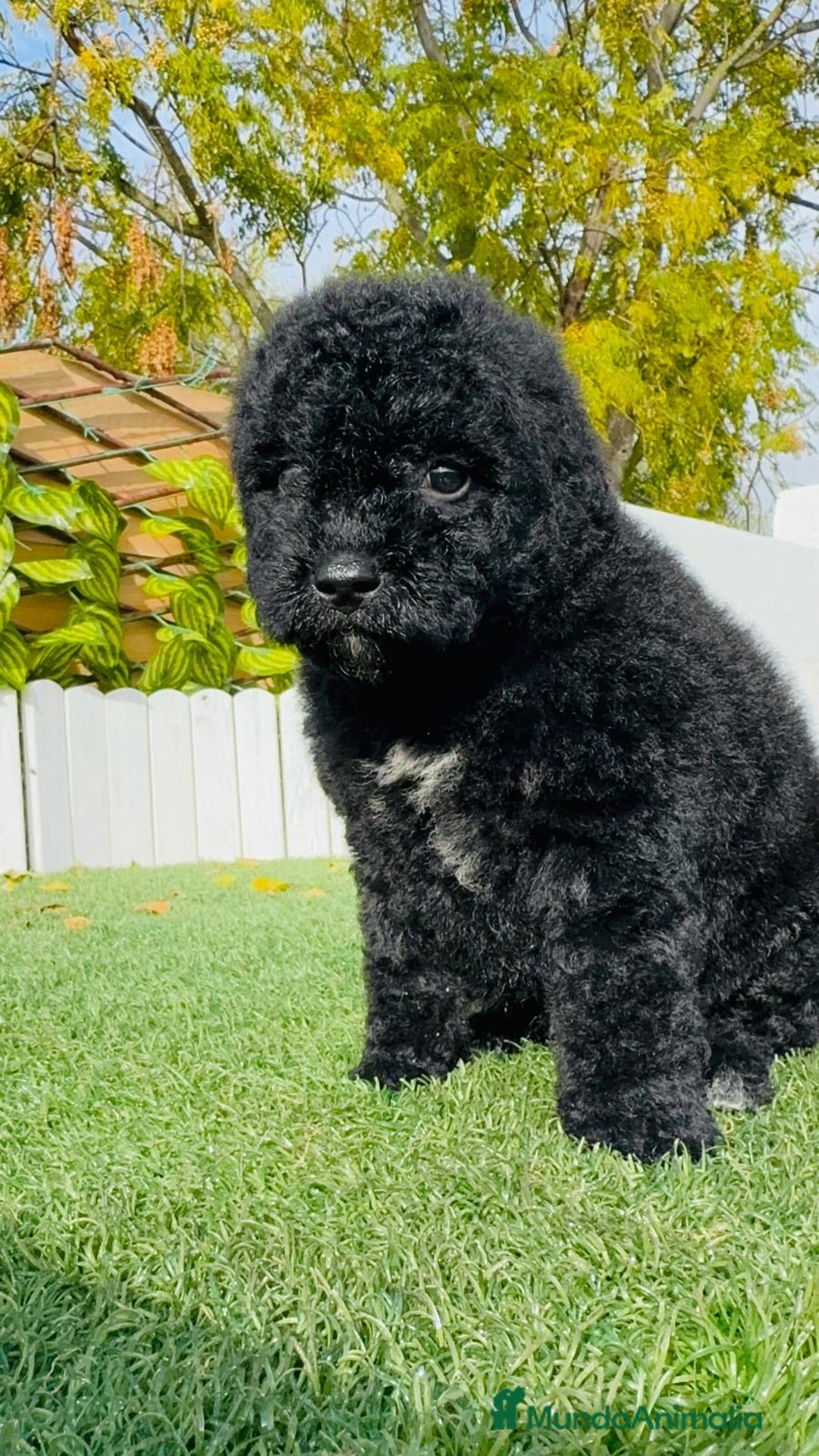 Perro de Agua Español perros en venta: PERRO DE AGUA  - Anuncio 13