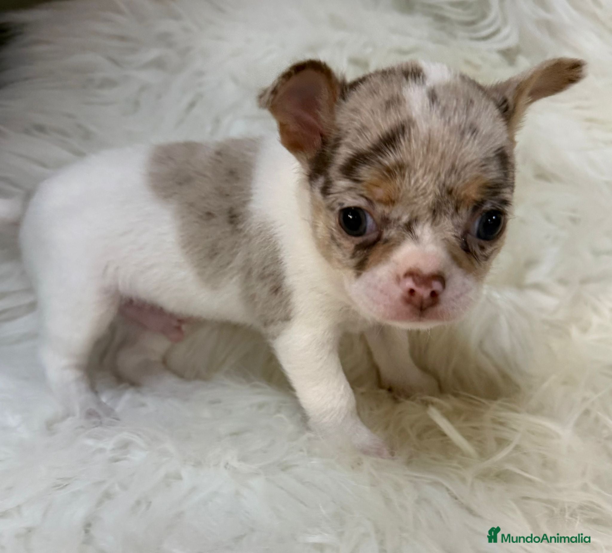 Chihuahua perros Chihuahua Merle  - Anuncio 1