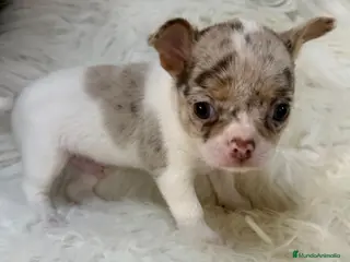 Chihuahua perros Chihuahua Merle - Anuncio 1