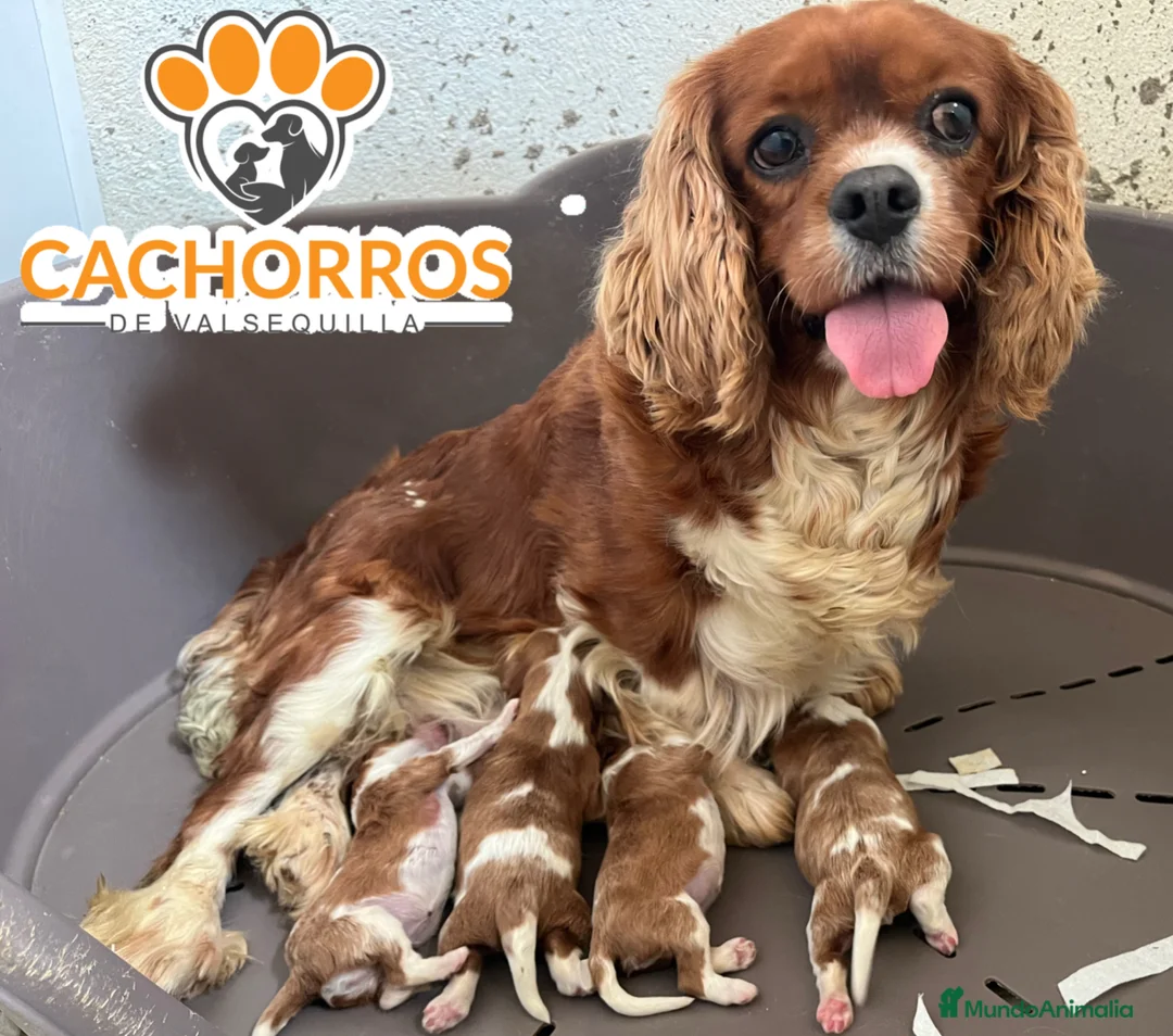 Cavalier King Charles Spaniel perros en venta: Cavalier King  - Anuncio 1
