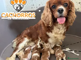 Cavalier King Charles Spaniel perros Cavalier King - Anuncio 1