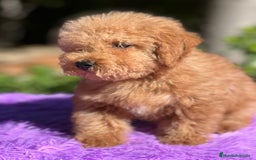 Maltipoo perros en venta: Maltipoo roja  - Imagen 6
