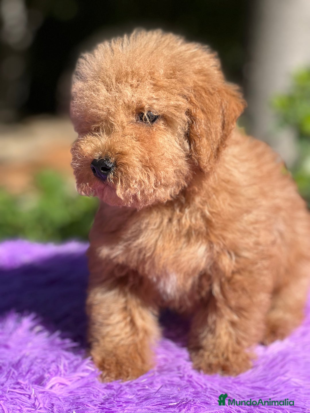 Maltipoo perros en venta: Maltipoo roja  - Imagen 6