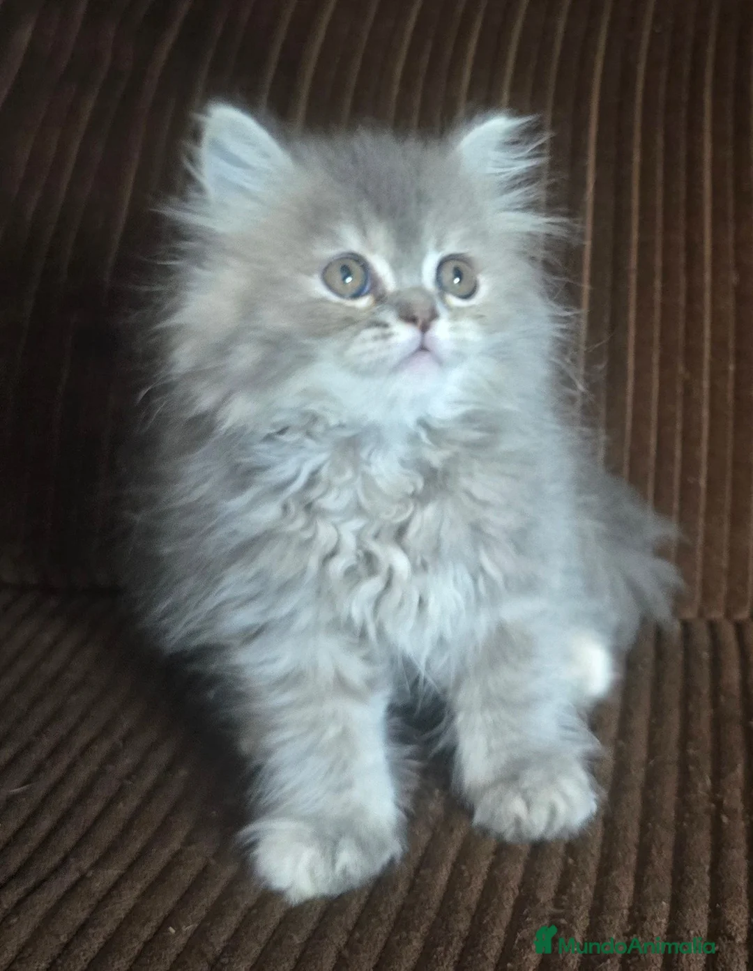 Británico de Pelo Largo gatos en venta: Gatcot.com - Anuncio 10