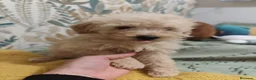 Caniche Toy perros en venta: Excelentes cachorros de caniches 🧡💛 - Anuncio 1