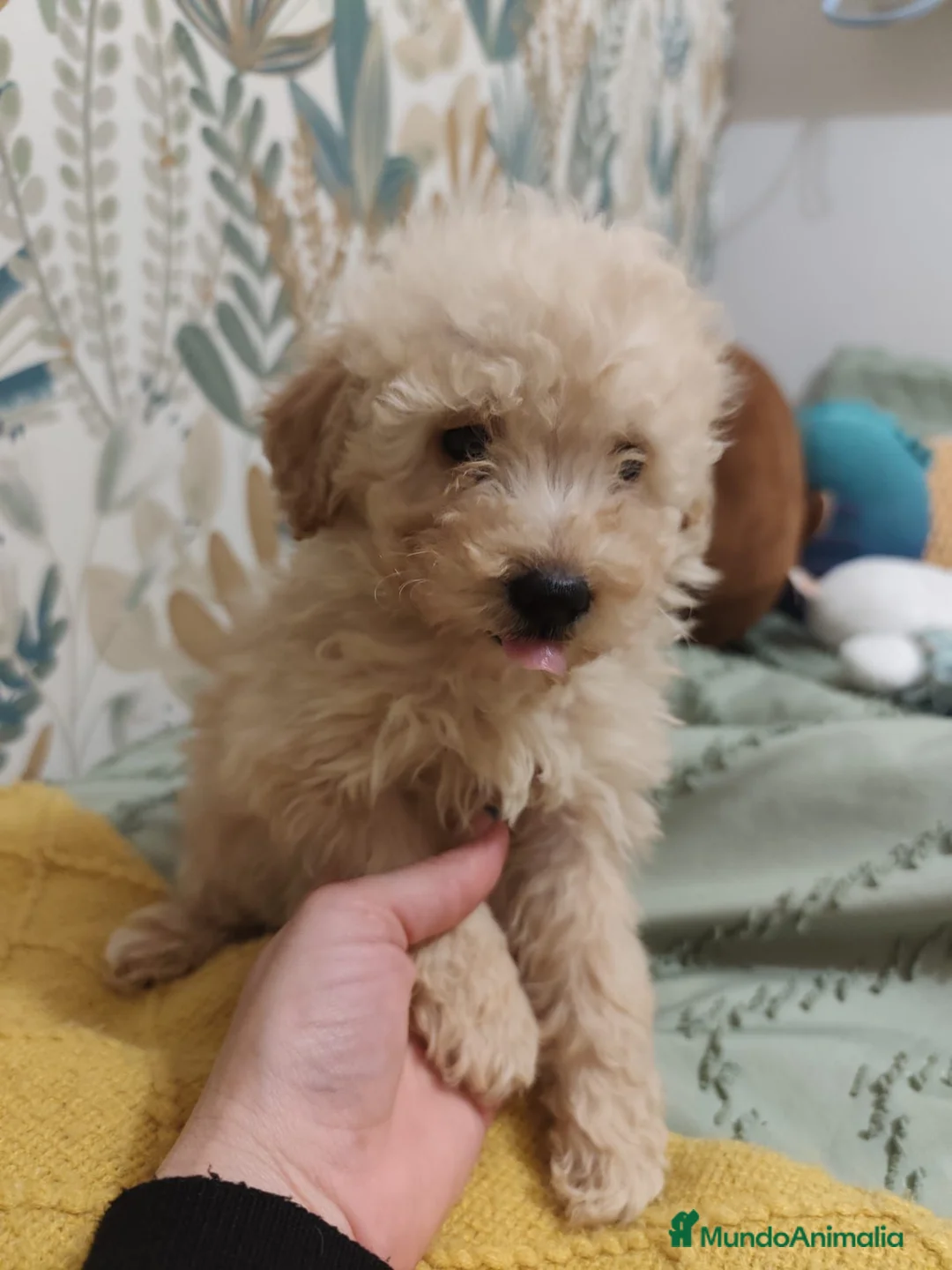 Caniche Toy perros en venta: Excelentes cachorros de caniches 🧡💛 - Anuncio 1
