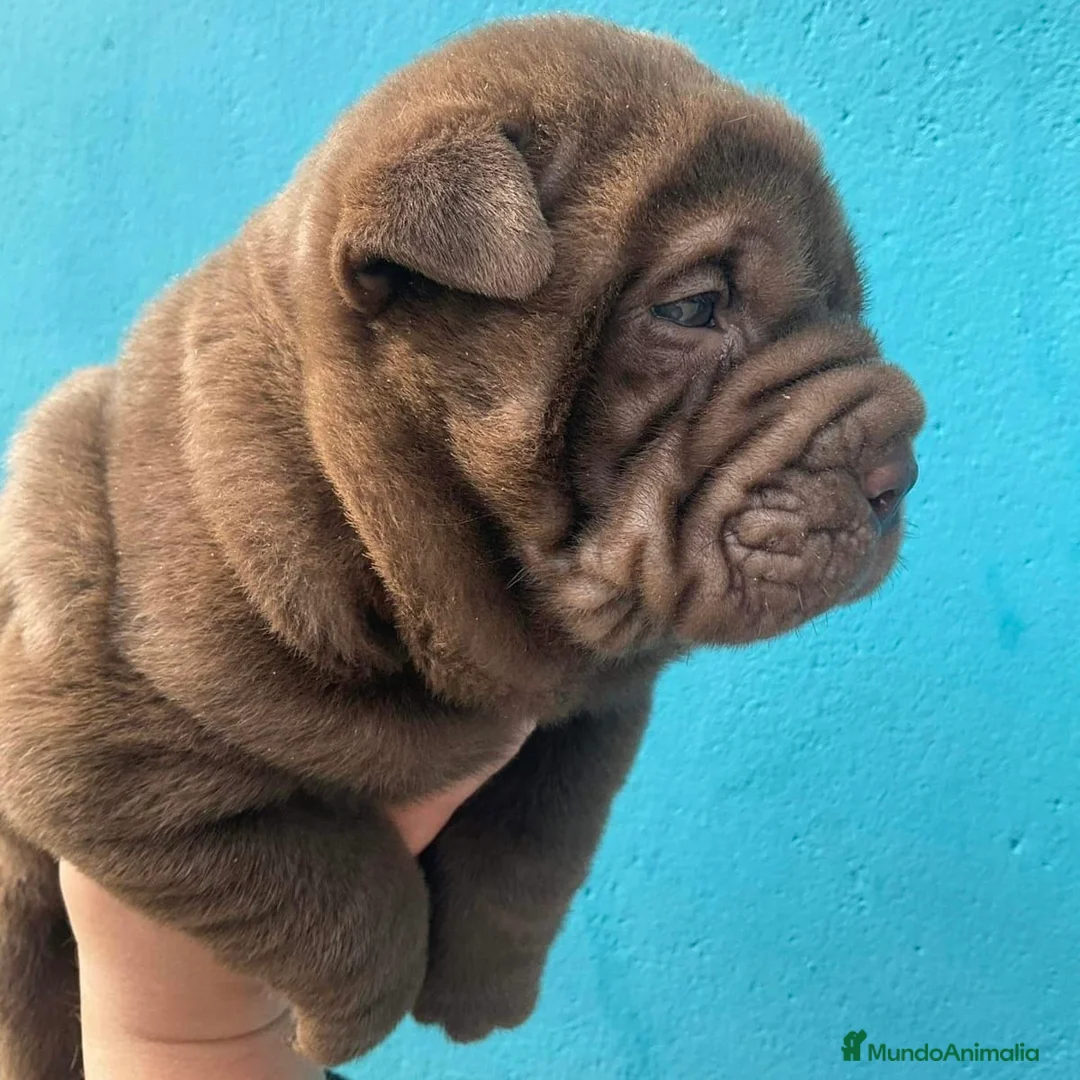 Shar Pei perros en venta: Shar Pei - Anuncio 8