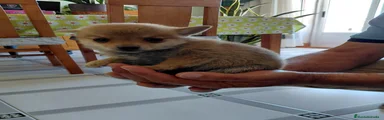 Chihuahua 2