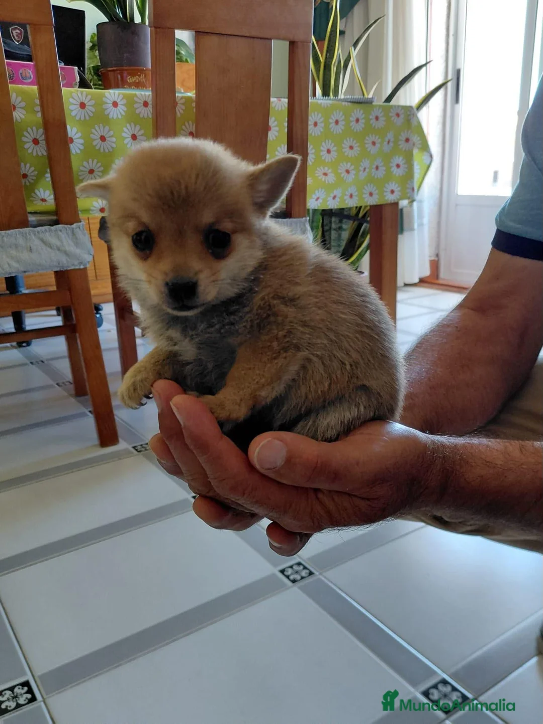 Chihuahua perros en venta: Chihuahua - Anuncio 6