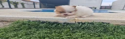 Pomerania perros en venta: Pomerania - Anuncio 9