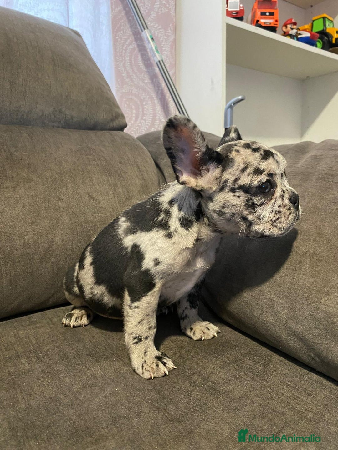 Bulldog Francés perros en venta: Bulldog francés exótico último!! - Anuncio 7