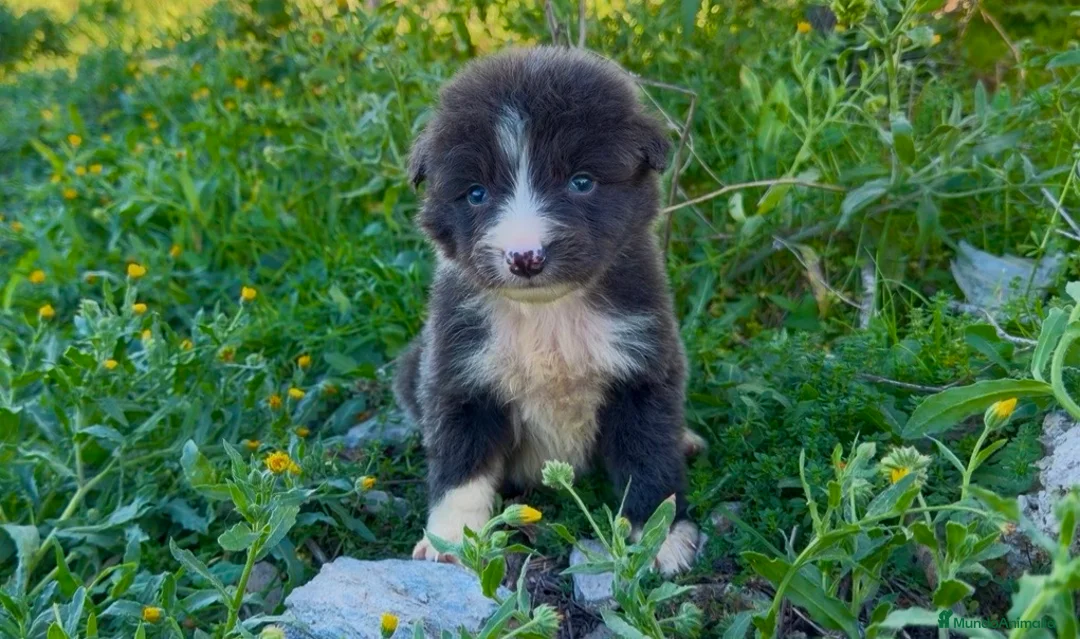 Border Collie perros en venta: Border collie  - Anuncio 2