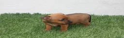 Raza Mixta perros en venta: Minijack  - Anuncio 15