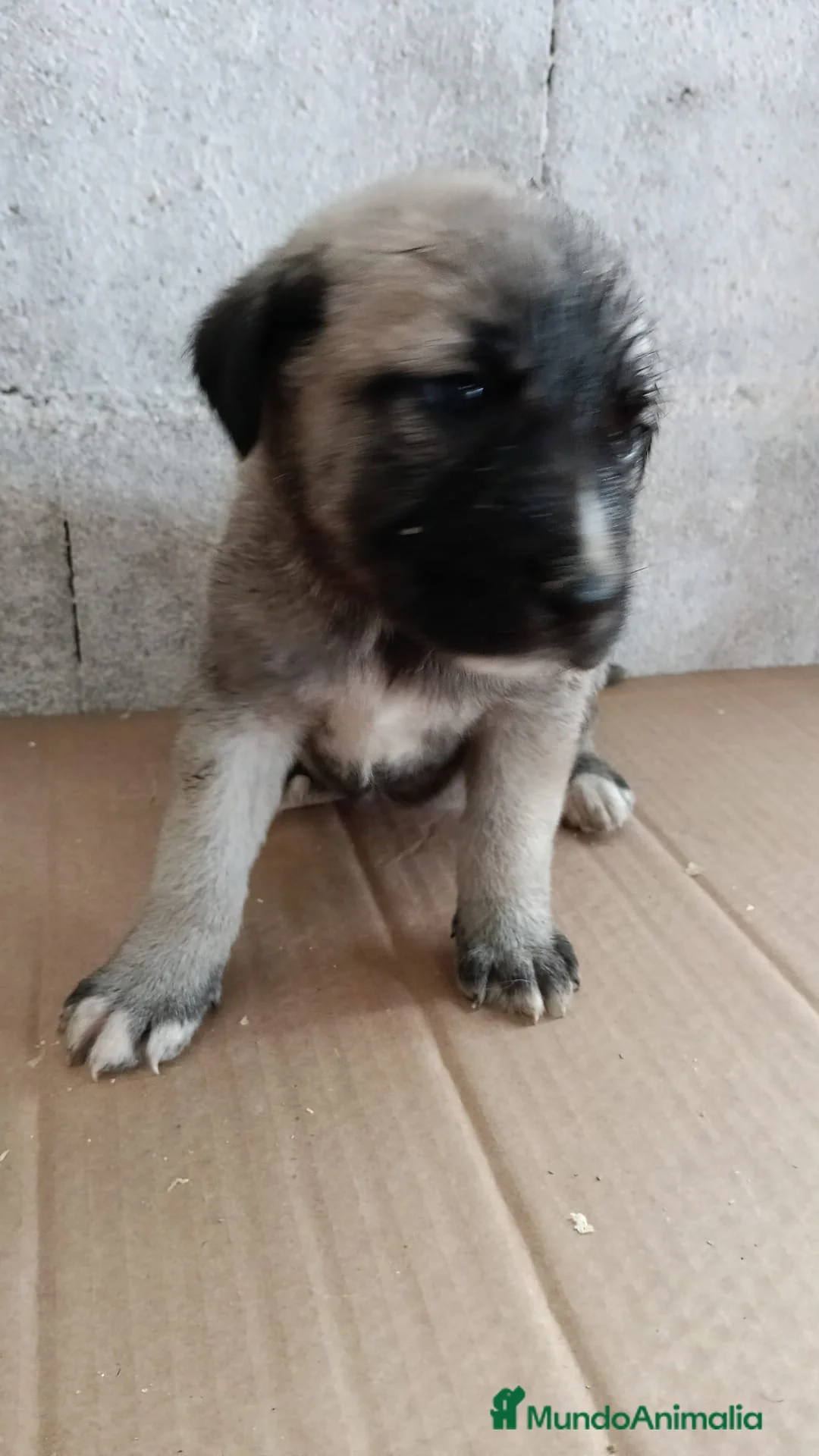 Mastín Español perros en venta: Hembra de mastin - Anuncio 2