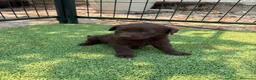 Labrador Retriever perros en venta: LABRADOR - Anuncio 31