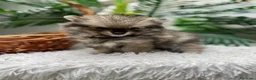 Pomerania perros en venta: POMERANIA  - Anuncio 8