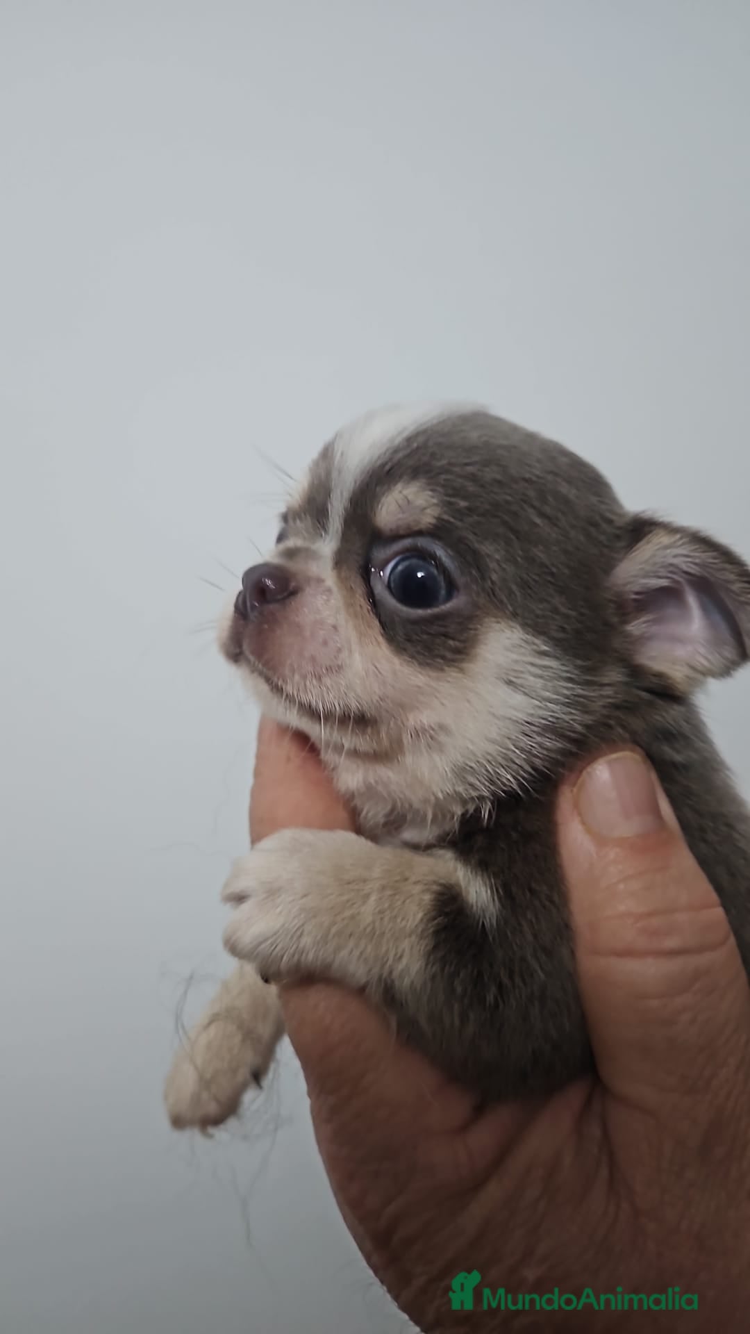 Chihuahua perros Chihuhua lilac  - Anuncio 1