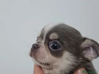 Chihuahua perros Chihuhua lilac - Anuncio 1