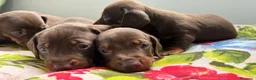 Teckel Miniatura perros en venta: Cachorro de Teckel Miniatura  - Anuncio 4