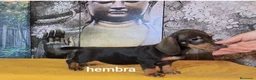 Teckel Miniatura perros en venta: Teckel hembra kanichen  - Anuncio 3