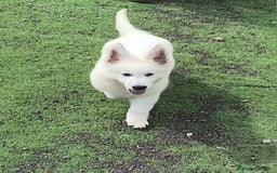 Pastor Blanco Suizo perros en venta: Cachorros Pastor Suizo - Anuncio 1