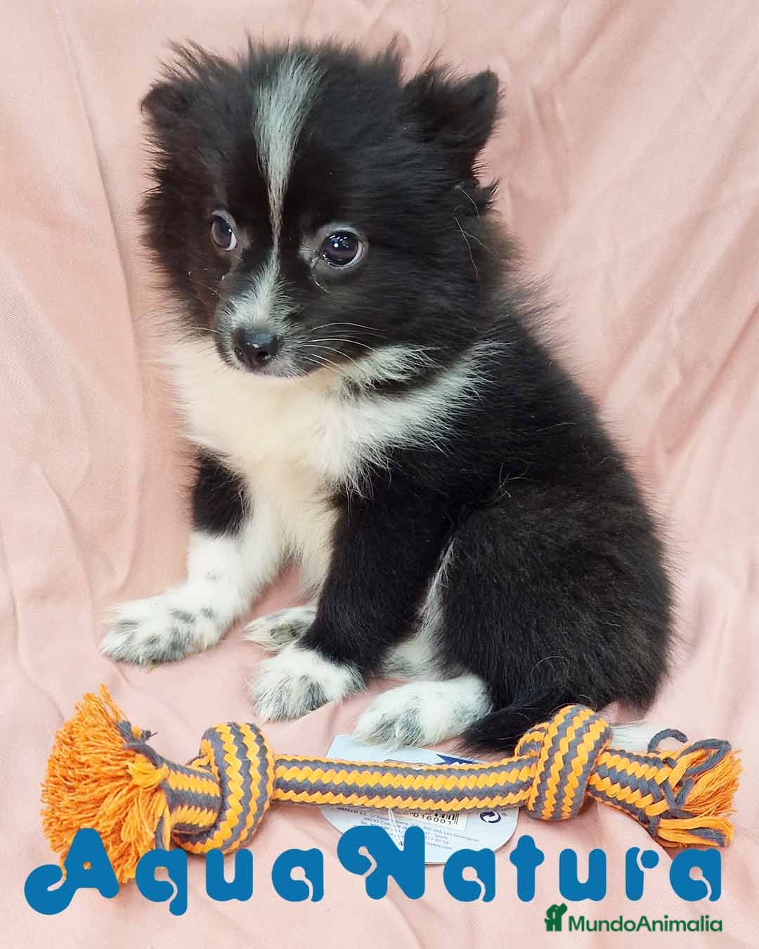 Pomerania perros Pomchi Hembra de Aspi y Manchitas 4193- AQUANATURA en Barcelona - Anuncio 32