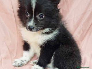 Pomerania perros Pomchi Hembra de Aspi y Manchitas 4193- AQUANATURA en Barcelona - Anuncio 29