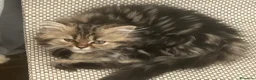 Persa gatos en adopcion: Gatitos persas europeos  - Anuncio 5