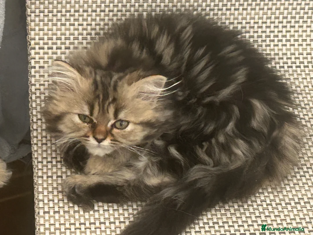 Persa gatos en adopcion: Gatitos persas europeos  - Anuncio 5