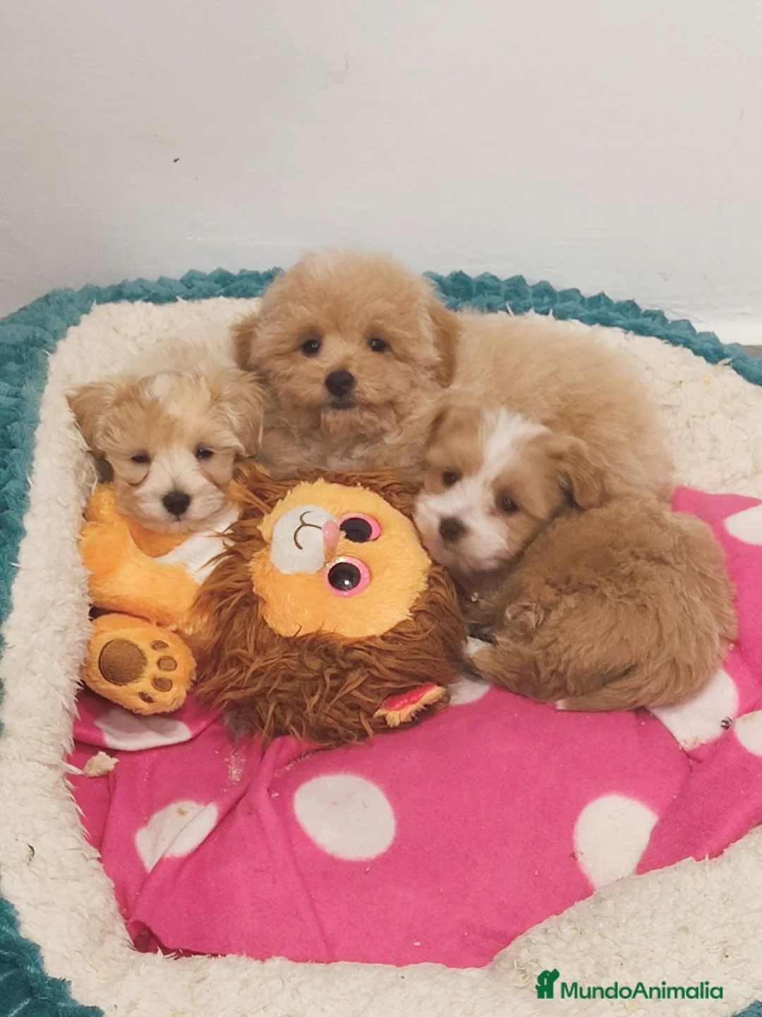 Maltipoo perros en venta: Maltipoo mini  - Anuncio 5
