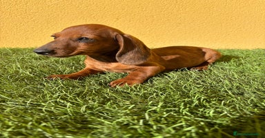 Teckel Miniatura perros - Anuncio 12