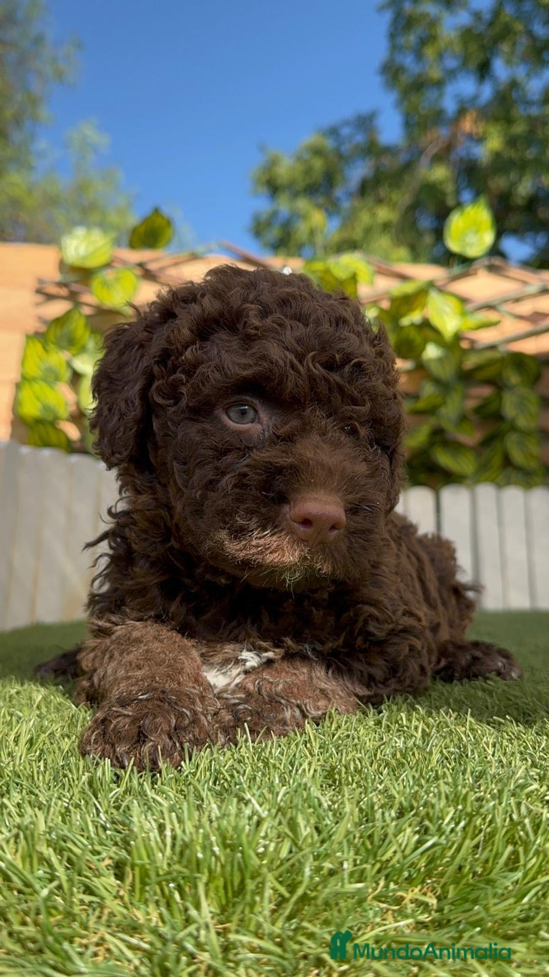 Perro de Agua Español perros en venta: PERRO DE AGUA HEMBRA - Imagen 1